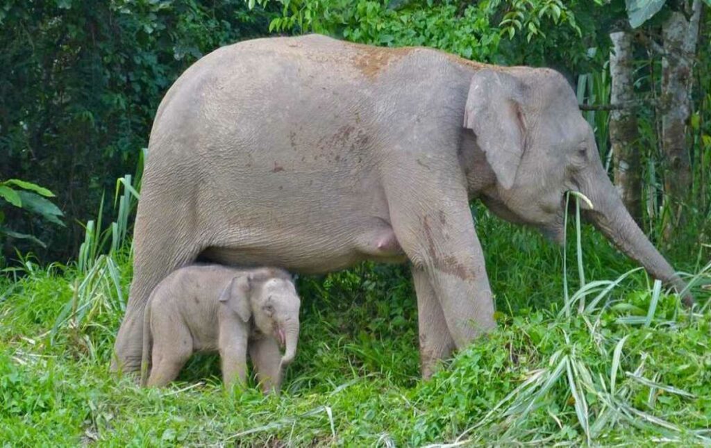 La Unión Internacional para la Conservación de la Naturaleza (UICN) añadió al elefante de Borneo, a su lista de especies en peligro de extinción. Foto: AFP