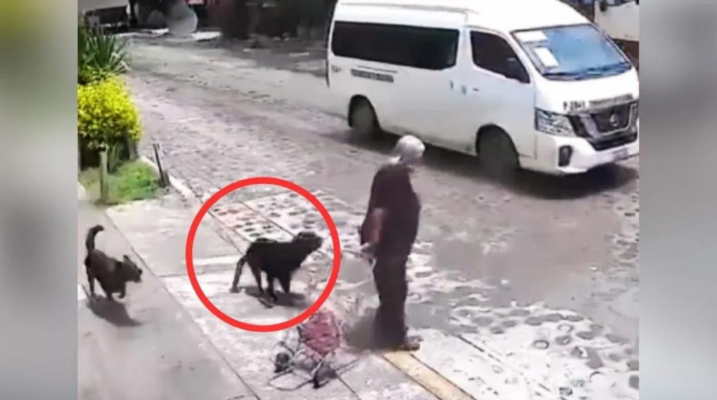 Anciana es atacada por perros