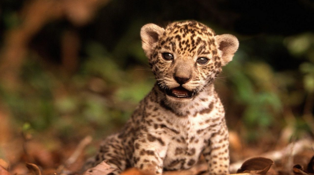 cría de jaguar